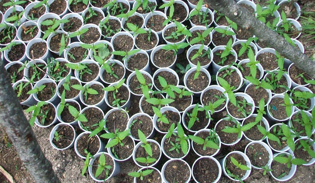 Asgjësohen 1150 fidanë kanabis në Pukë