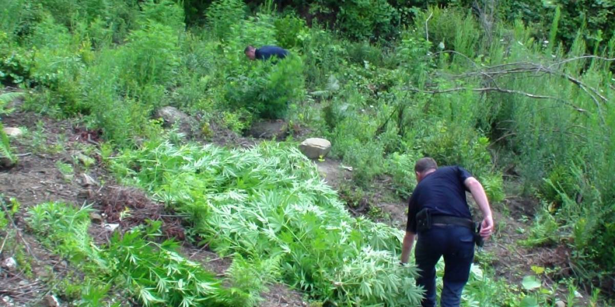 Tropojë, asgjësohen 300  rrënjë kanabis