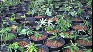 Fier, zbulohet një laborator droge