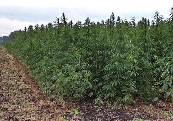 Vlorë, asgjësohen 7150 rrënjë kanabis; 2 në pranga