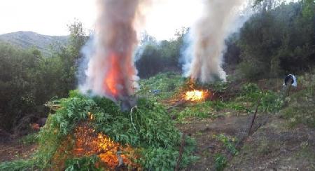 Digjet Pulti, tymi narkotik “gëzon” gjithë zonën