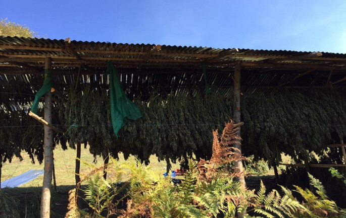 Tiranë, Policia shpërndan njoftimin për “kushërinjtë” e Xhemal Qefalsië të implikuar në trafik kanabisi