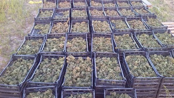 “Droga e kapur në Krujë e Artur Bushit”