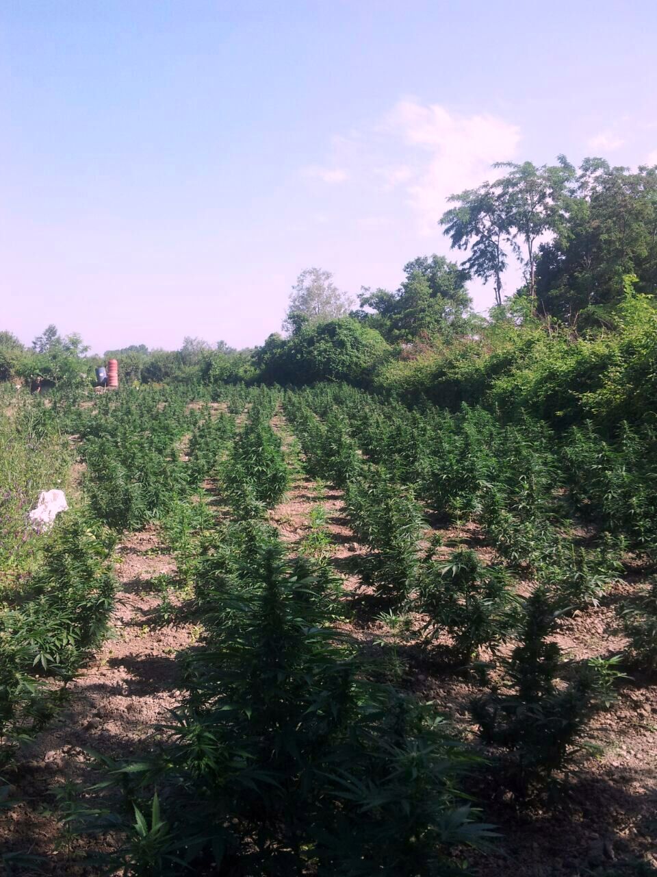 Fshatari nga Skrapari, tokë me qera në fshatra të Korcë për kanabis