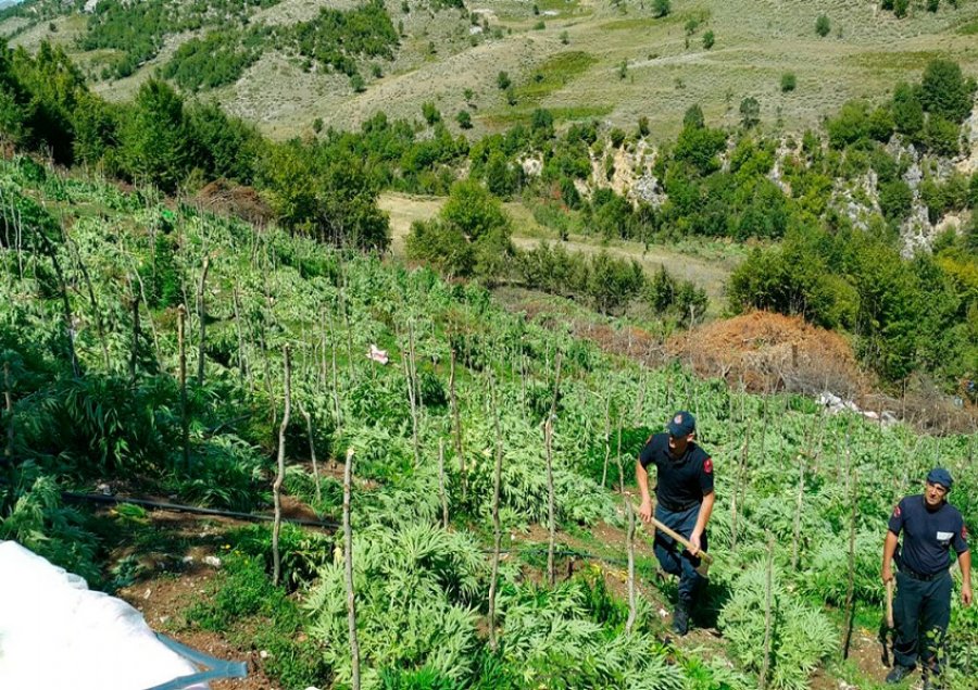 Operacion i madh antidrogë në Lezhë, kapen 400 kg kanabis