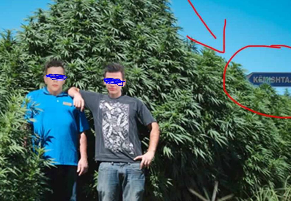 FOTO/Një fermë me kanabis në Lushnjë!