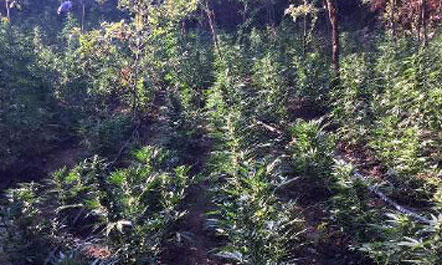 Zbulohet një plantacion kanabisi i llojit “shqiptaro-grek”