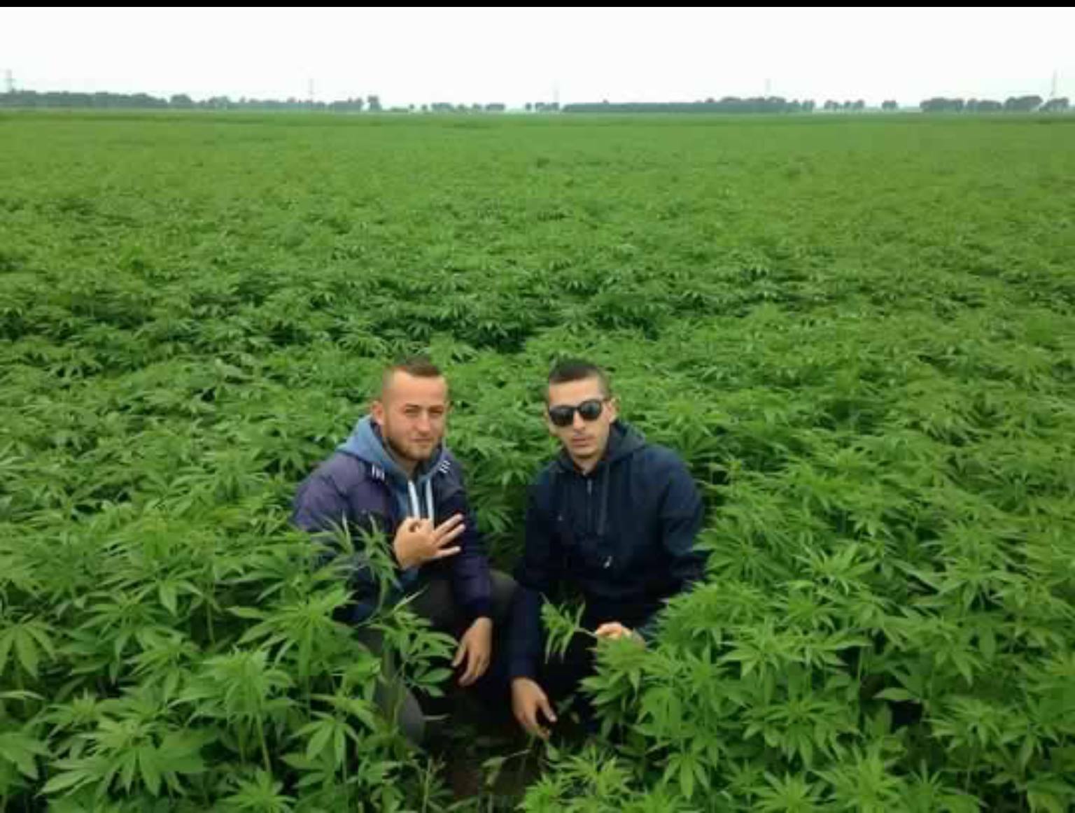 FOTO LAJM/ “Ja arat më kanabis të Edvin Shullazit dhe Saje qorrit”