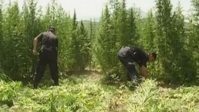 Asgjesohen 17 mijë bimë kanabis në Memaliaj, në pranga dy kultivuesit