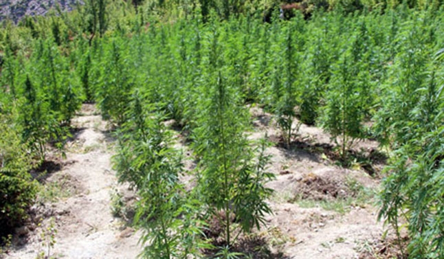 Policia e pranon: Dyfishohet kanabisi, kultivim masiv këtë vit