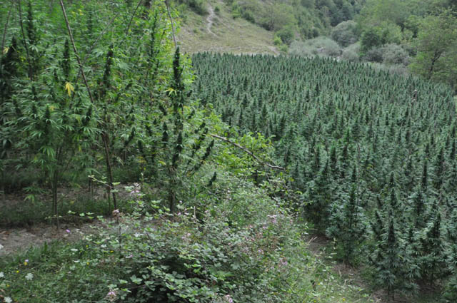 Zbulohen kontratat milionëshe të tokave për kanabis