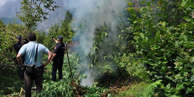 Raporti i SHISH për kanabisin, Prokuroria e Krimeve të Rënda ndan dosjet e hetimit, në proces zyrtarë të policisë