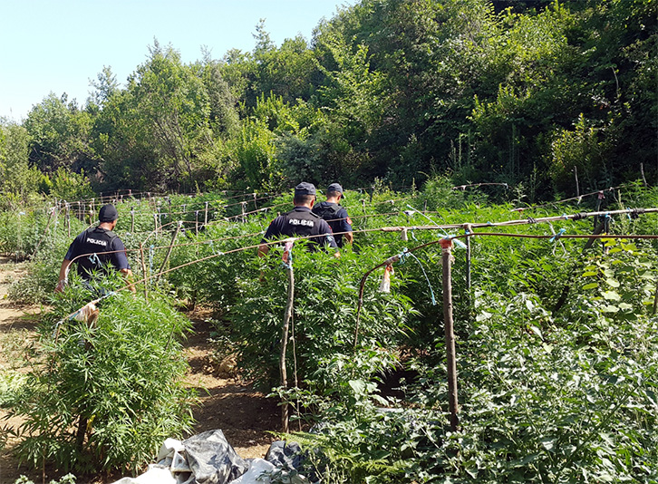 ANALIZA/ Ekonomia shkatërruese e hashashit; 10 problemet që po sjell