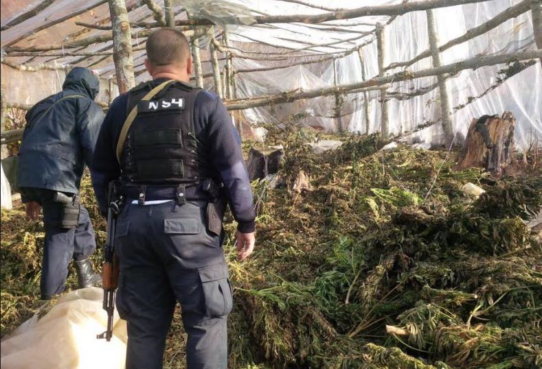 SHKODËR/Asgjësohen tri sera me 6555 bimë cannabis sattiva