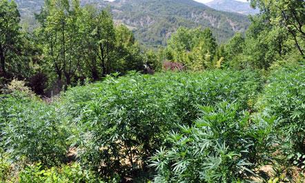 400 policë kundër kanabisit të Pultit