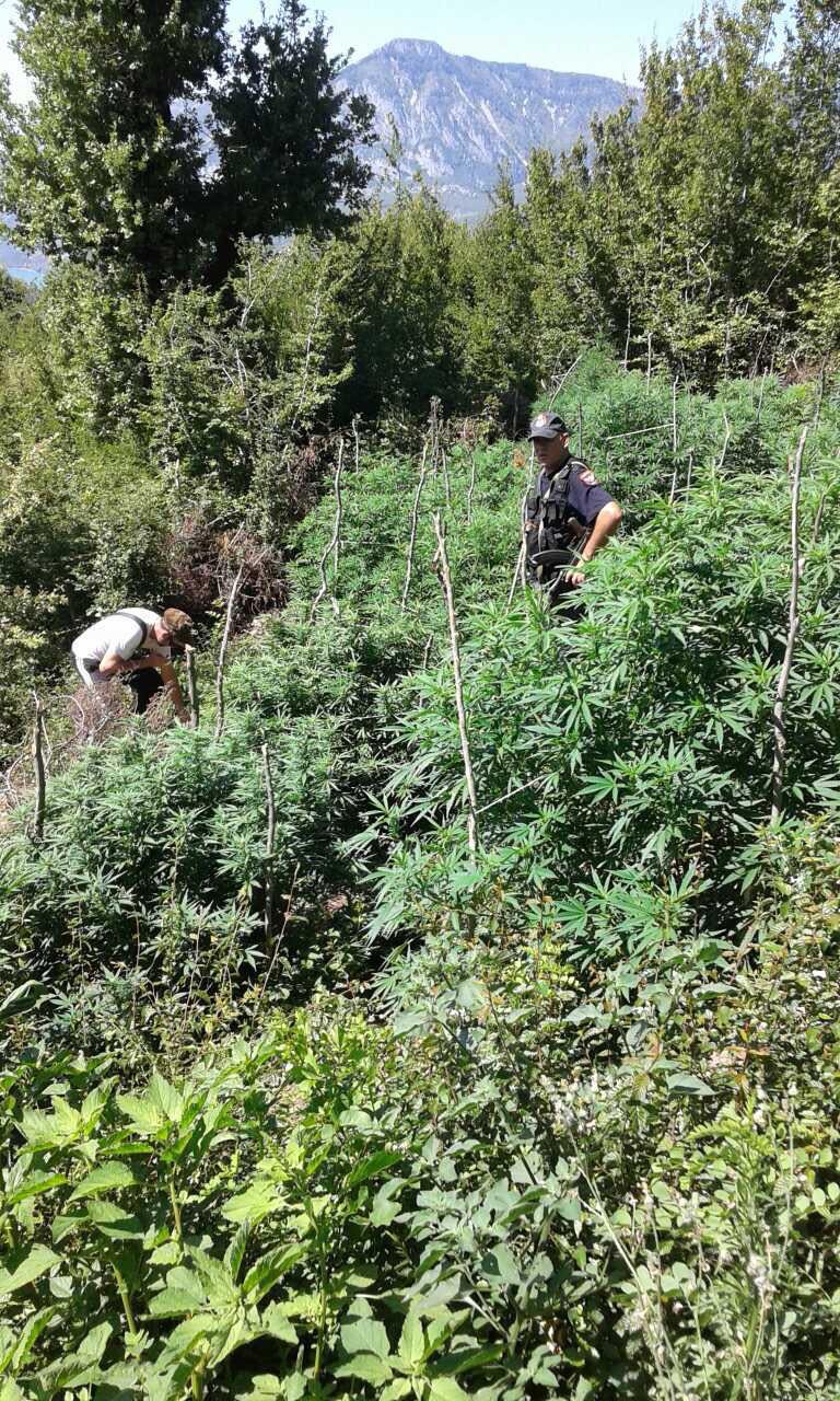 FOTO/A ju pëlqen kanabisi i Tiranës