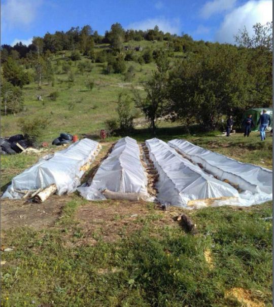 DEVOLL/Policia asgjëson serën e kanabisit me 9000 rrënjë