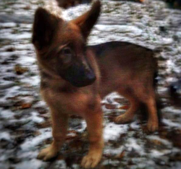 FOTO/ Rusia dhuratë një qen policisë franceze, për zëvendësimin e “Diesel”-it të vrarë