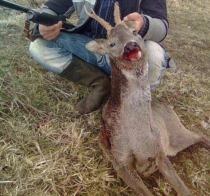 Vritet në Pukë kaprolli i rrallë