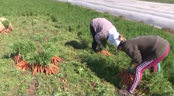 Bllokohet eksporti i karrotës, falimentojnë fermat e Divjakës