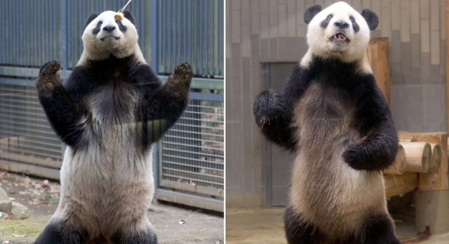 FOTO/ “Kung Fu Panda” ekziston edhe në jetën reale