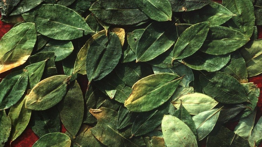 Gazeta gjermane: Ortek kokaine pritet nga Shqipëria