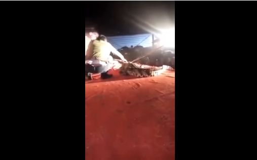 VIDEO/Krokodili kafshon trajnerin në fytyrë