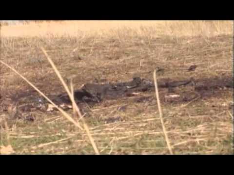 Qeni gjen një kufom të groposur në Dajt