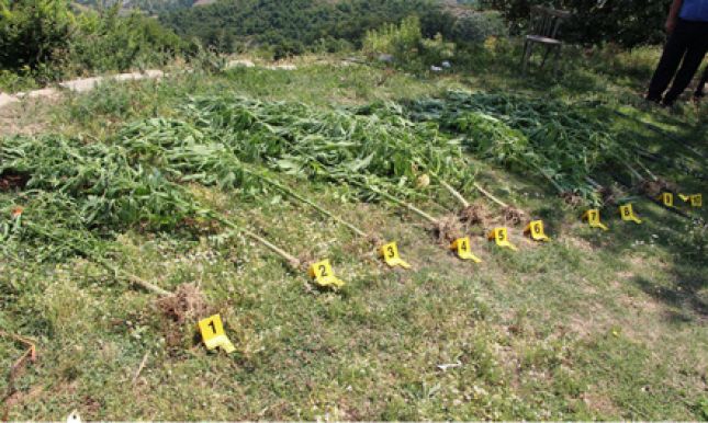 Tepelenë, sekuestrohen edhe 800 kg drogë, asnjë i arrestuar