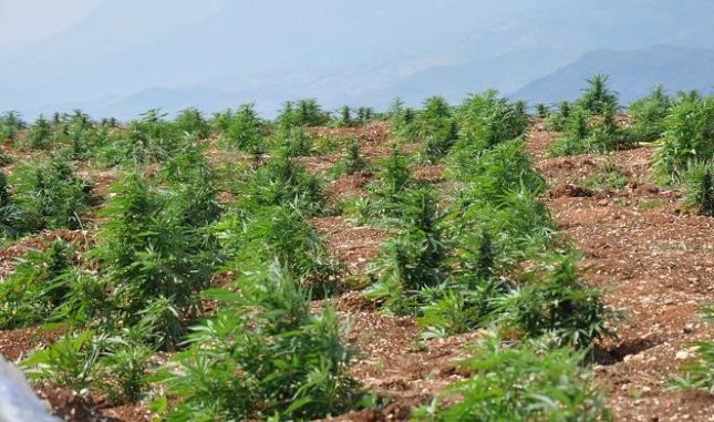 Arrestohet një 27-vjeçar, kultivoi 2000 rrënjë kanabis