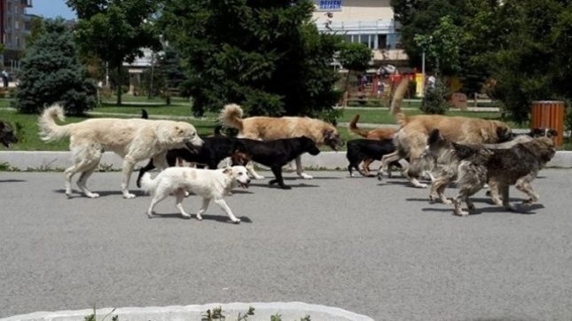 Dibër e Madhe, masakrohet për vdekje nga qentë e rrugës një 58 vjeçare