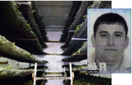 PËRGJIMET/ Droga e Kurbinit, ja si polici garantonte biznesmenin e parcelave të drogës