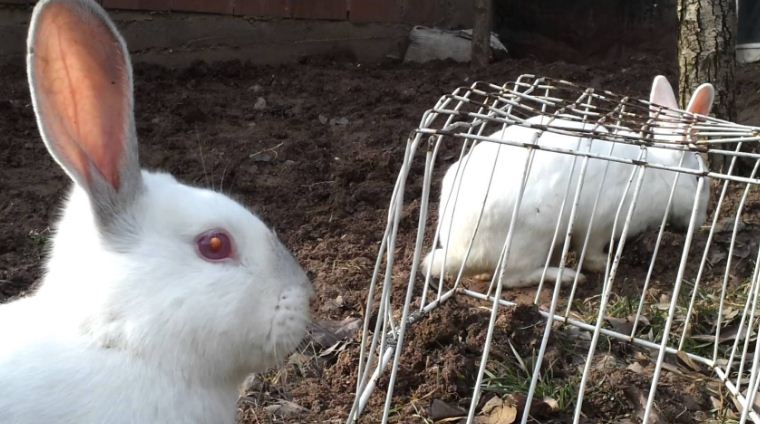 ILIR KADIA/Roli im i pare ish nje nga lepujt!