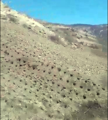 VIDEO/ Arat me kanabis sativa në luginën e Luftinjës