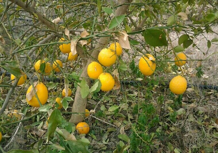 800 kg limona kontrabandë, arrestohet biznesmeni