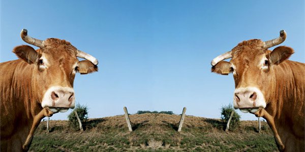 Kina hap fabrikën e mishit me kafshë të klonuara