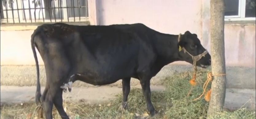 VIDEO/ Femeri dhuratë ministrit Panariti lopën e sëmurë