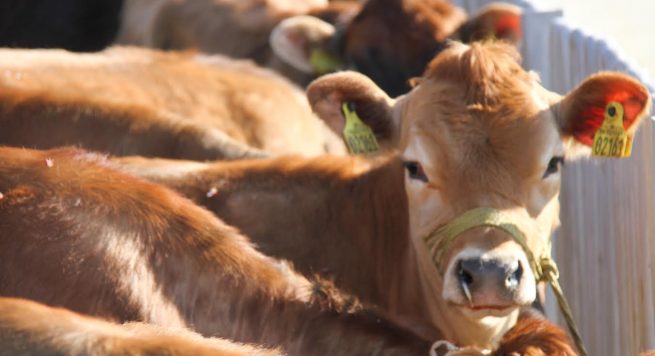 Lefter Koka kompeson zgjedhësit e tij me lopët e Edmond Panaritit