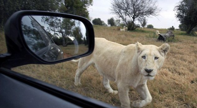 VIDEO/Luani  i hap derën e veturës dhe e vret