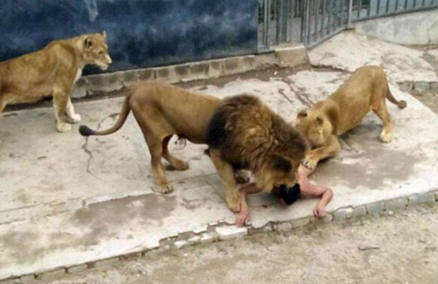 VIDEO + 18/ I riu zhvishet lakuriq dhe hidhet në kafazin e kopshtit zoologjik, shqyhet nga dy luanë