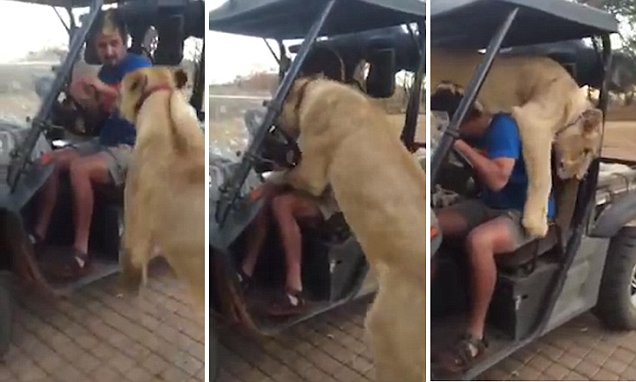 VIDEO-ANKTH/Luani kërcen në prehrin e shoferit të parkut