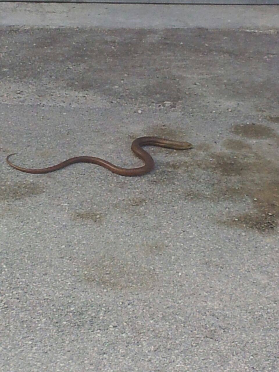 Lungomare , rrezik nga gjarprinjtë, nuk hapet sezoni turistik