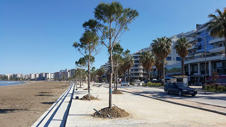 VIDEO/ Vlorë, pas palmave thahen edhe pishat e “Rilindjes” te Lungomarja