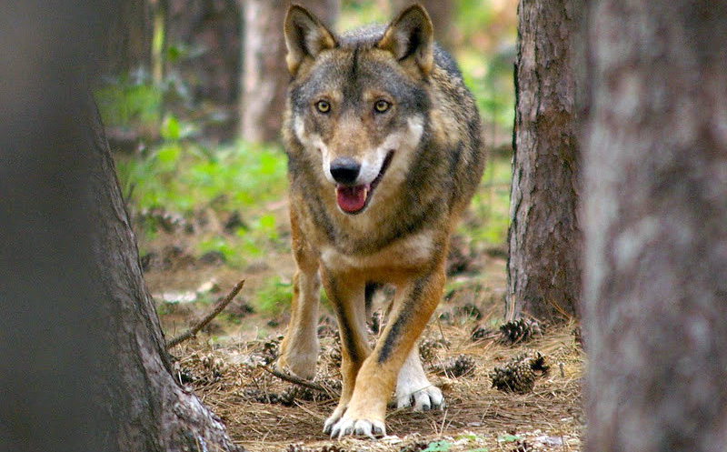 Lushnjë, ujku po bën kërdinë, përgjysmon bagëtinë