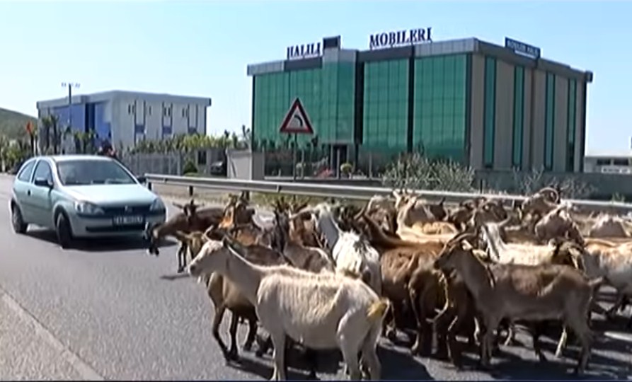 FOTO LAJM/ Shkodër, protesta e veçantë, fermeri bllokon rrugën duke nxjerrë bagëtitë