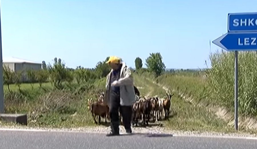 FOTO GALERI/ Shkodër, bllokoi rrugën me bagëti, policia ndalon fermerin