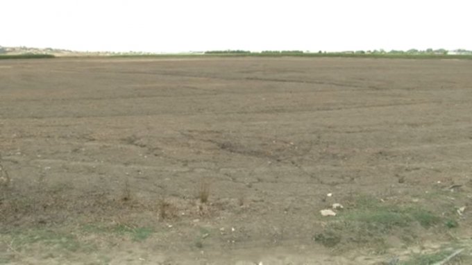 Lushnje, thahen kulturat bujqësore në Tërbuf