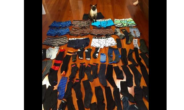 FOTO/ Macja hajdute vjedh të brendshmet dhe çorapet e meshkujve