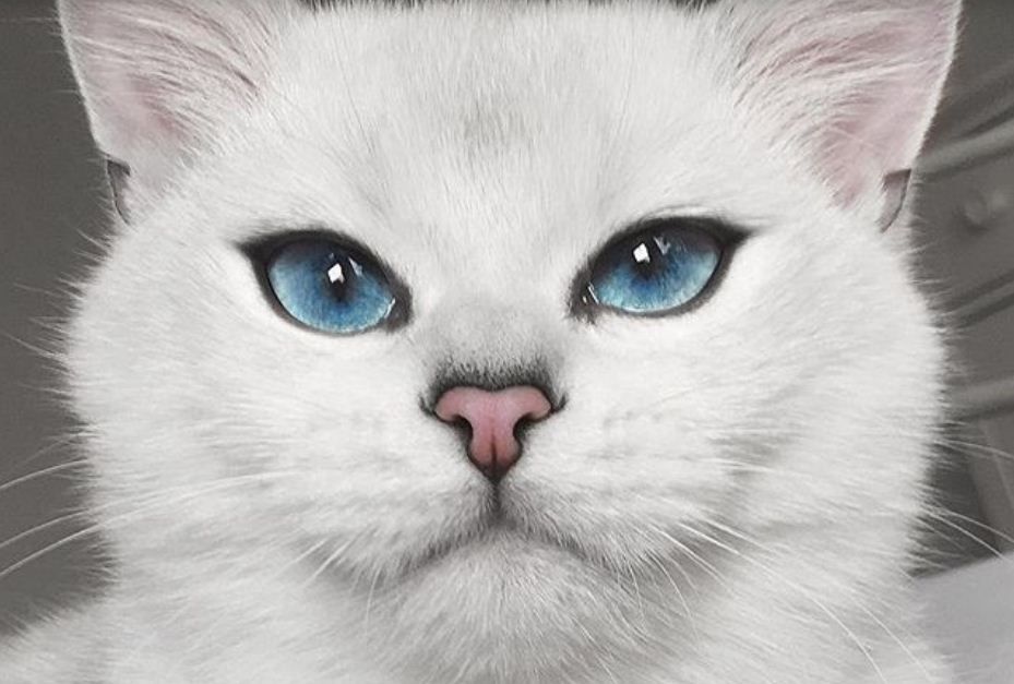 FOTO/ Instagrami e zgjedh si macen më të bukur në botë