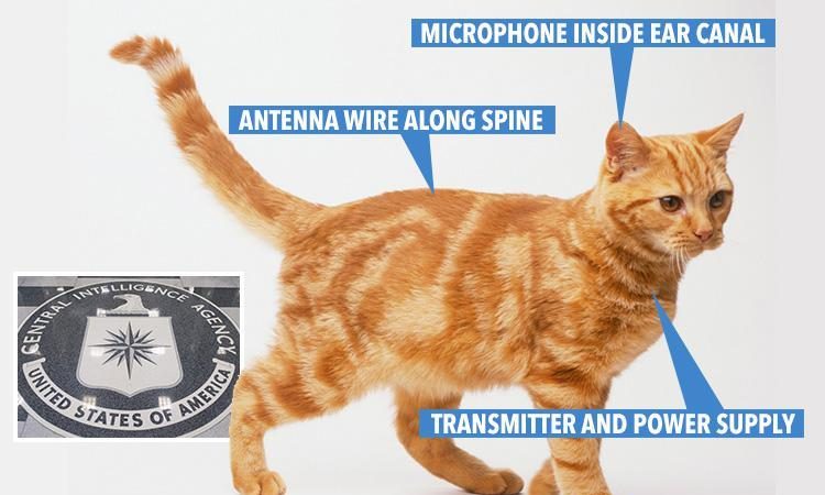 FOTO/ Macja “agjente sekrete”, ja si CIA përdorte macet për spiunazh